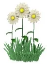 Daisies