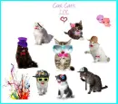 cool cat's