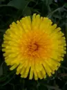 a flower i took a picture of