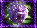 PURPLE WISTERIA