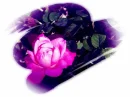 ROSE BUD 