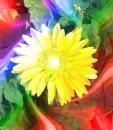YELLOW DAISY