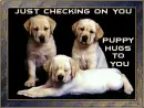 three lab puppies