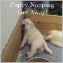puppy sleeping