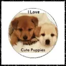 puppies
