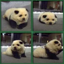 panda dog