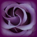 VioletRose