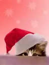 Cute cat