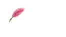 Felicity written with Pink Feather
