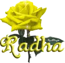yellow rose radha