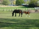 Horses