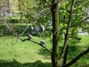 Pigeons