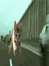supercatlol
