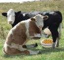 funny cow
