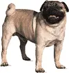 pug