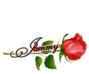 Red Rose: Jammy