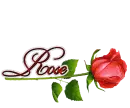 Red Rose: Rose