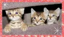 Three cute kittens