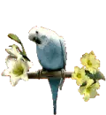 A Parrot