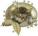 cat- tracy