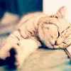 Kitty