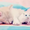 Kitty