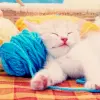 Kitty