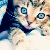 Kitty