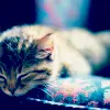 Kitty