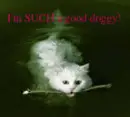 Kitty thinks it's a doggy!!! lol