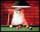 Kitty Plays Pool