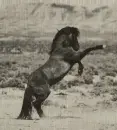 Rearin' Mustang