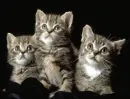 Cats