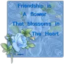 Rose with quote