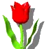 SprinTulip