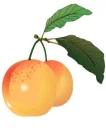 fruit