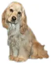 Cocker