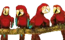 BIRDS