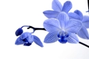 OrchideÃ©