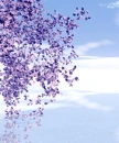 Violet flowers