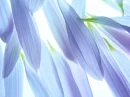 delicate BlÃ¥Flower