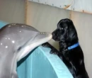 Dolphin Meets Dog