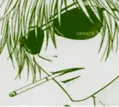 Kurosaki