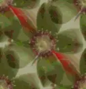 blurflower