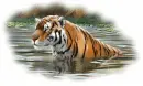 tiger