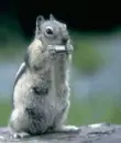 Squirrel with harmonia