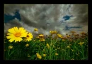 flowers & dark sky