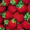 Bunches of Berries