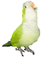 Quaker Parrot