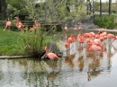 Pink felmingos